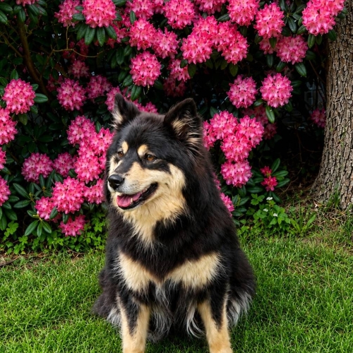 Maj 26