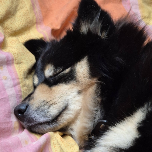 Sover i mors seng