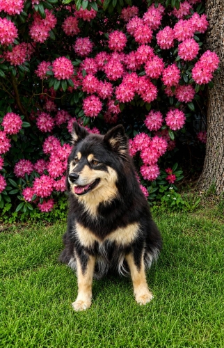Maj 26