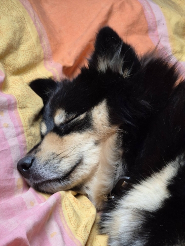 Sover i mors seng